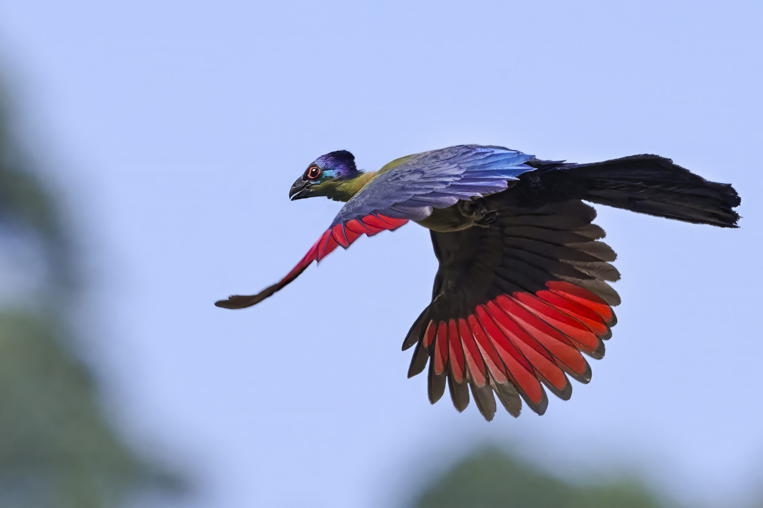 Purple-crested Turaco
