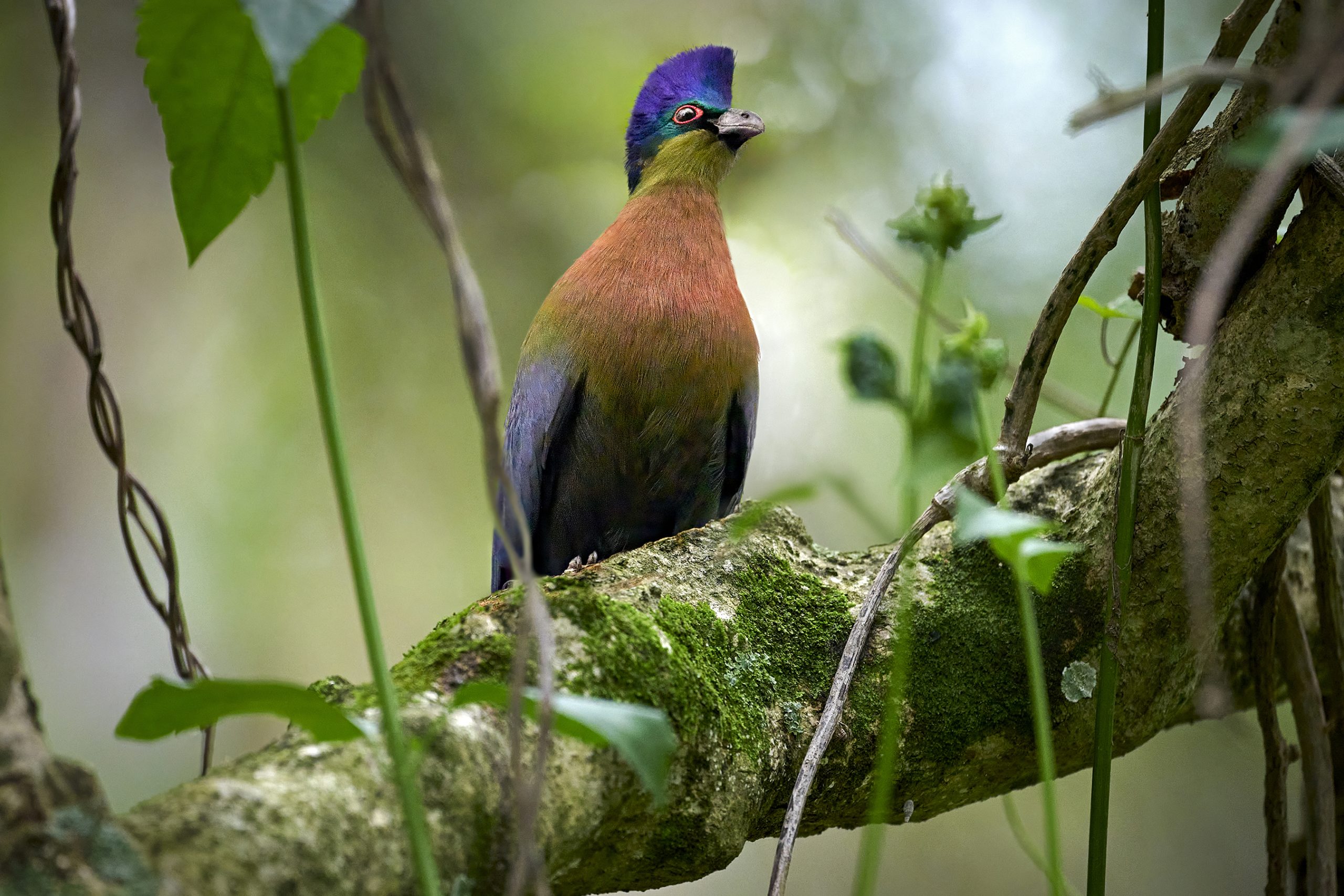 Purple-crested Turaco