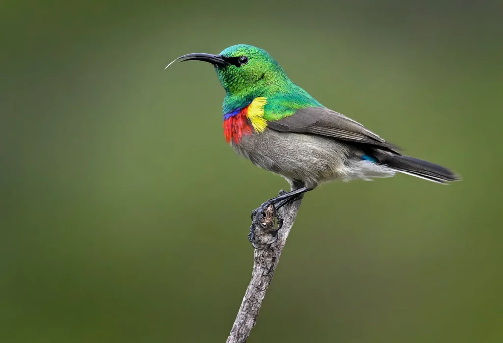 Southern Double-collared Sunbird (Cinnyris chalybeus) wall art bird print