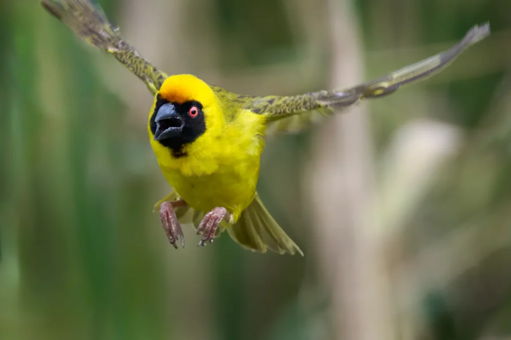 Southern Masked Weaver (Ploceus velatus) wall art bird print