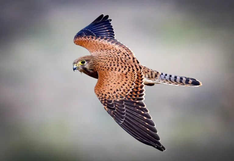 Rock Kestrel
