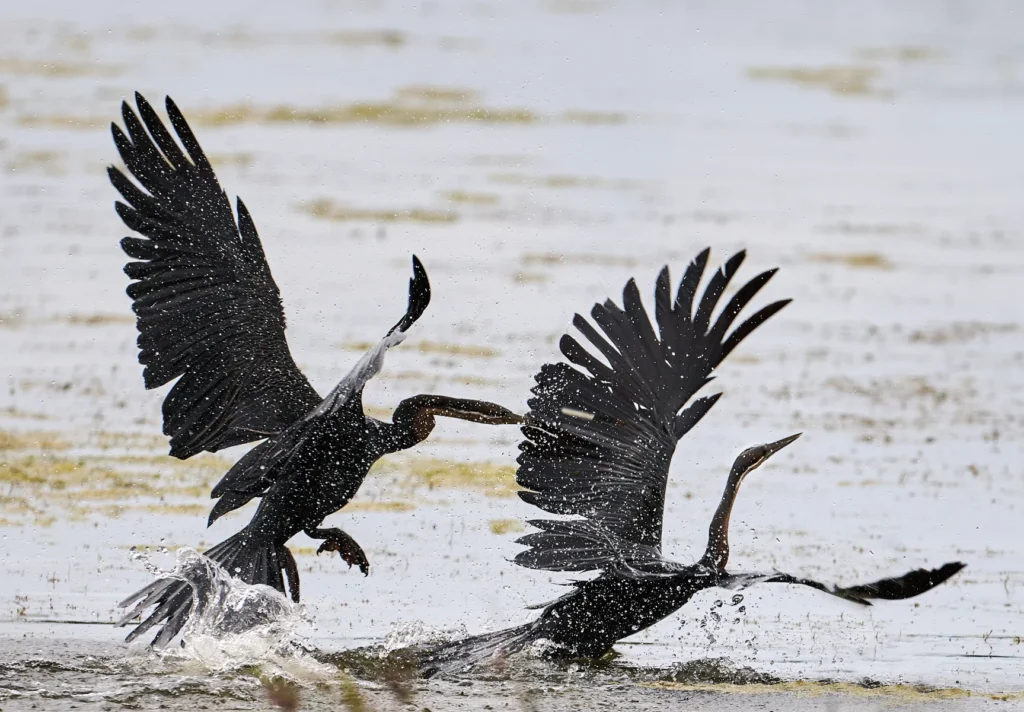 African Darter (Anhinga rufa) wall art bird print