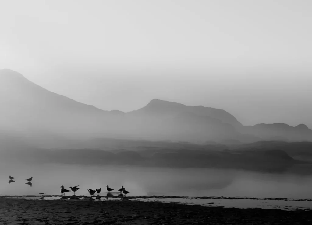 Misty Gulls wall art bird print