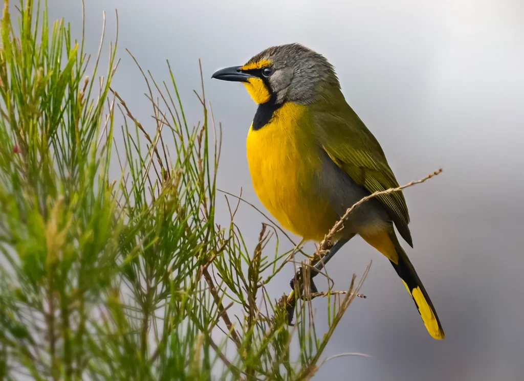 Bokmakierie (Telophorus zeylonus) wall art bird print