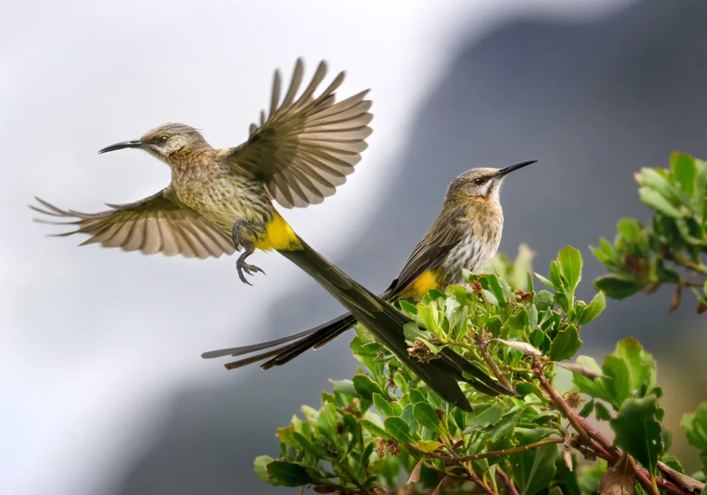Cape Sugarbird (Promerops cafer) wall art bird print