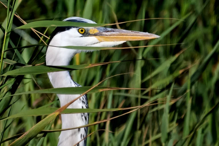 Grey Heron