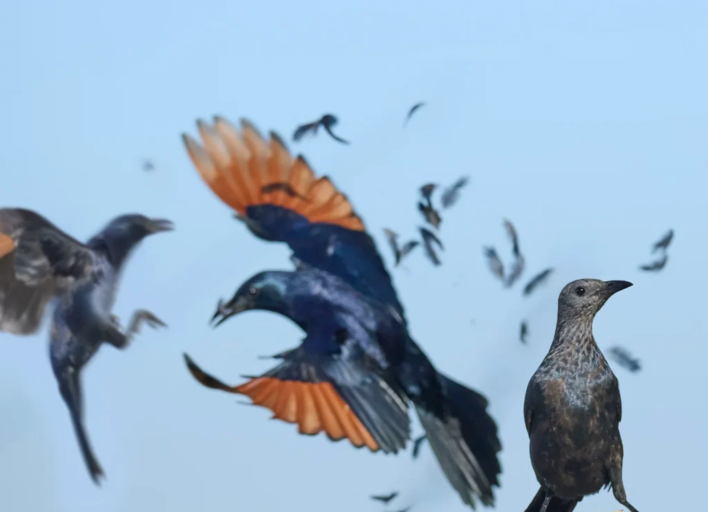 Red-winged Starling ( Onychognathus morio) wall art bird print