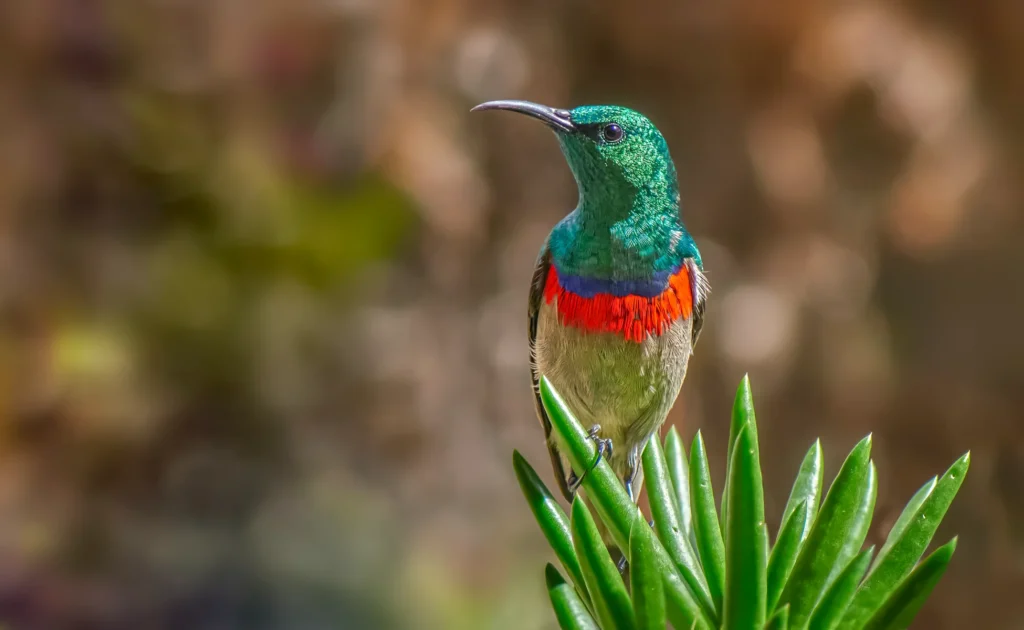 Southern Double-collared Sunbird (Cinnyris chalybeus) wall art bird print