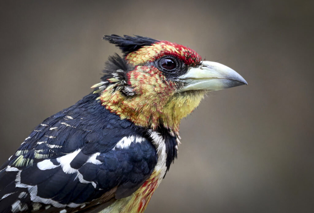 Crested Barbet (Trachyphonus vaillantii) wall art bird print