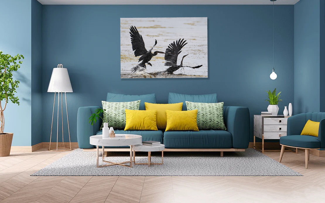 African Darters in water