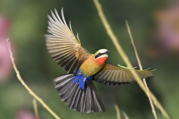 White-fronted Bee-eater