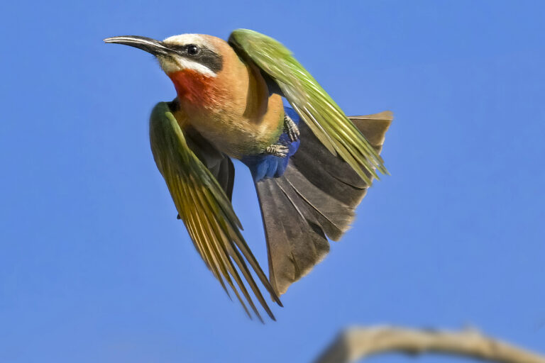 White-fronted Bee-eater