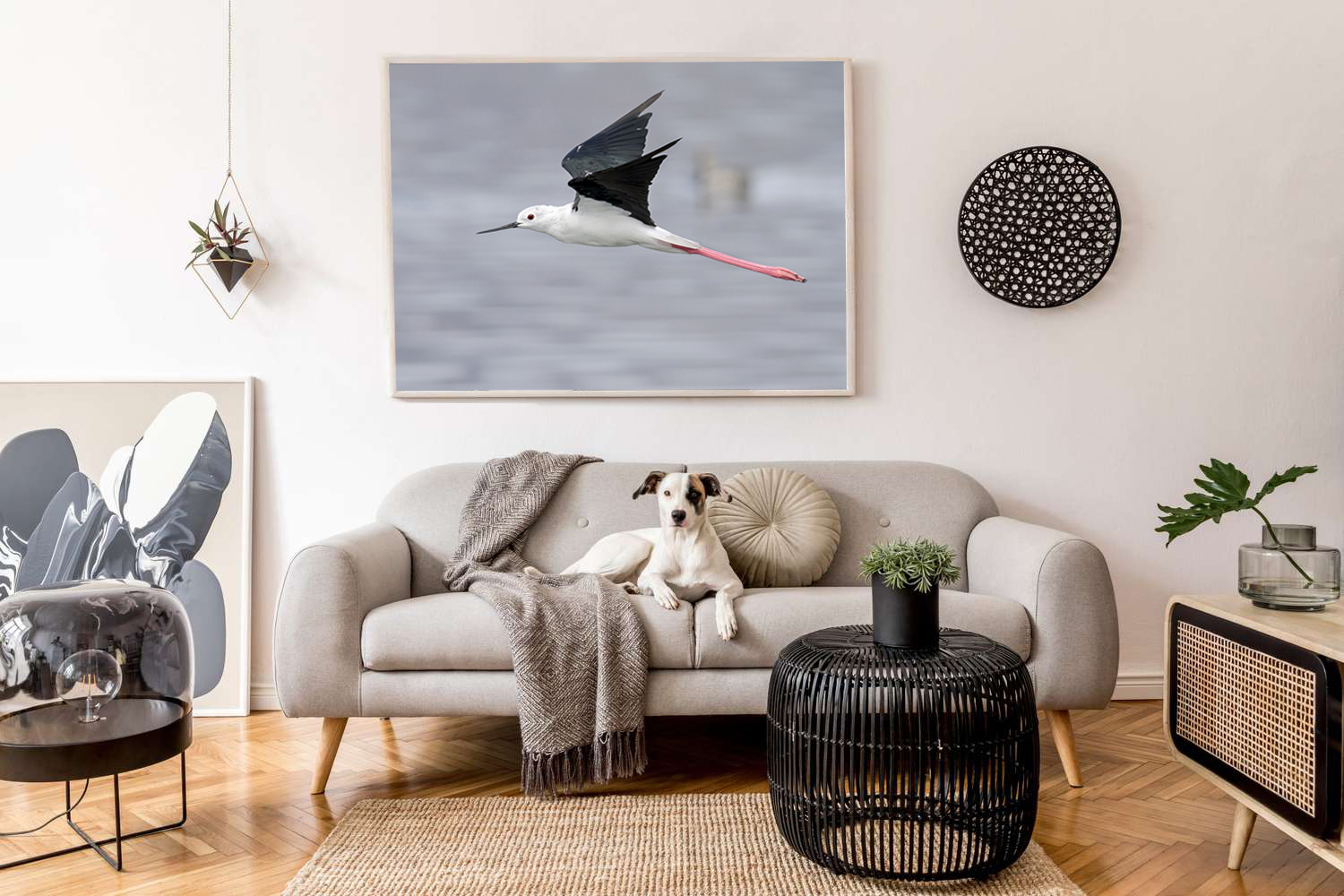 Black-Winged stilt in flight