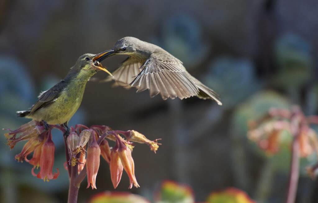 Malachite Sunbird (Nectarinia famosa) wall art bird print
