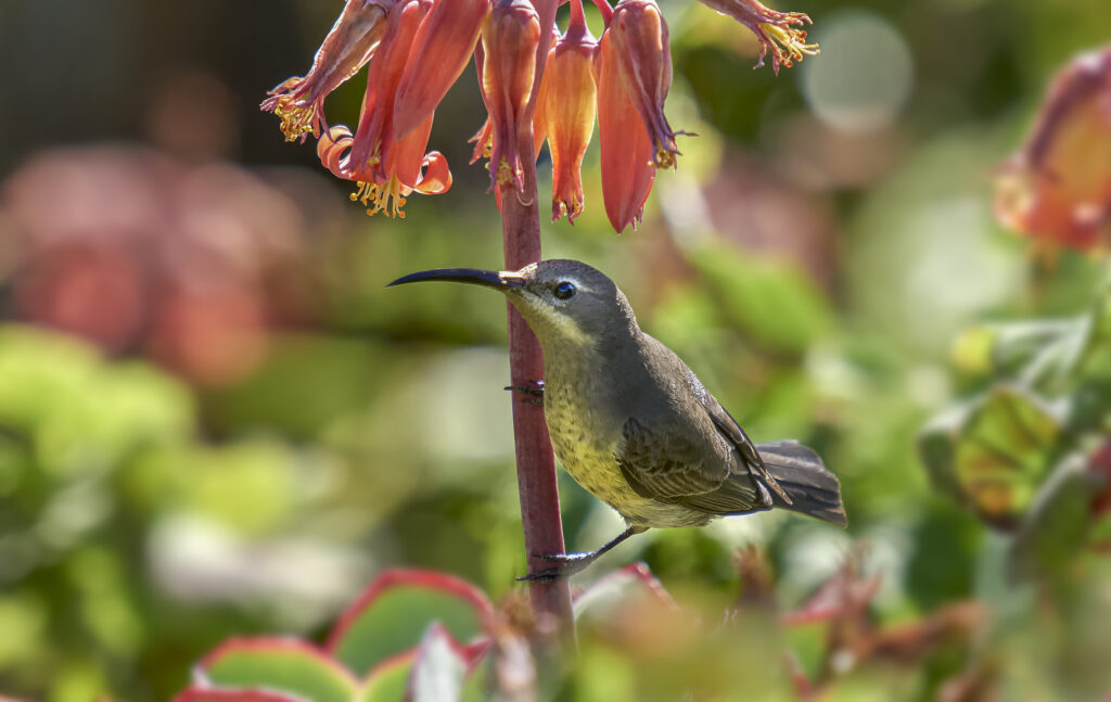 Malachite Sunbird (Nectarinia famosa) wall art bird print