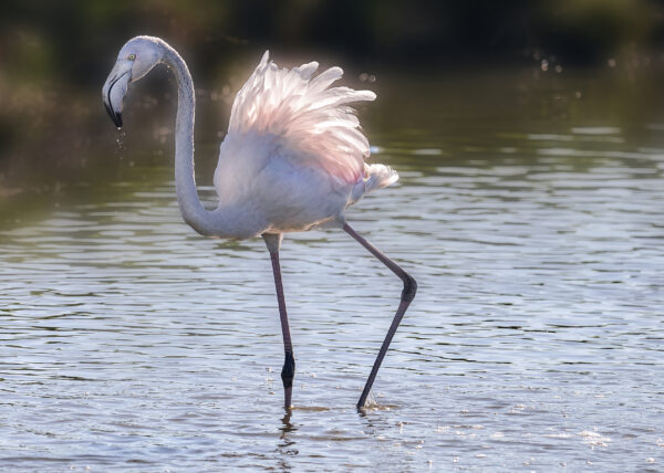 Greater Flamingo