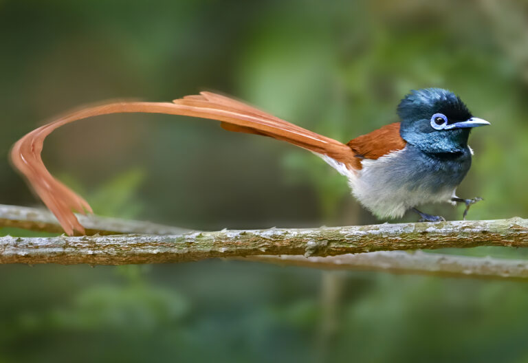 African Paradise Flycatcher