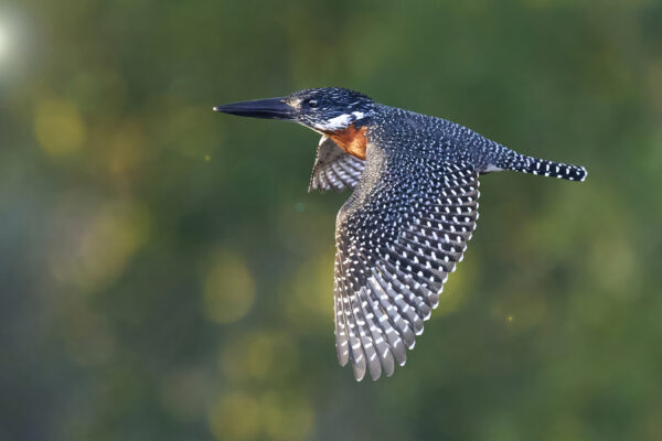 Giant Kingfisher