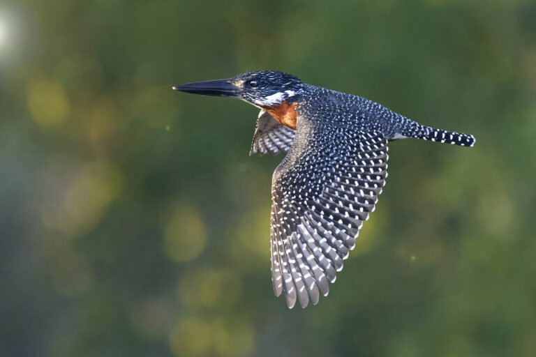 Giant Kingfisher