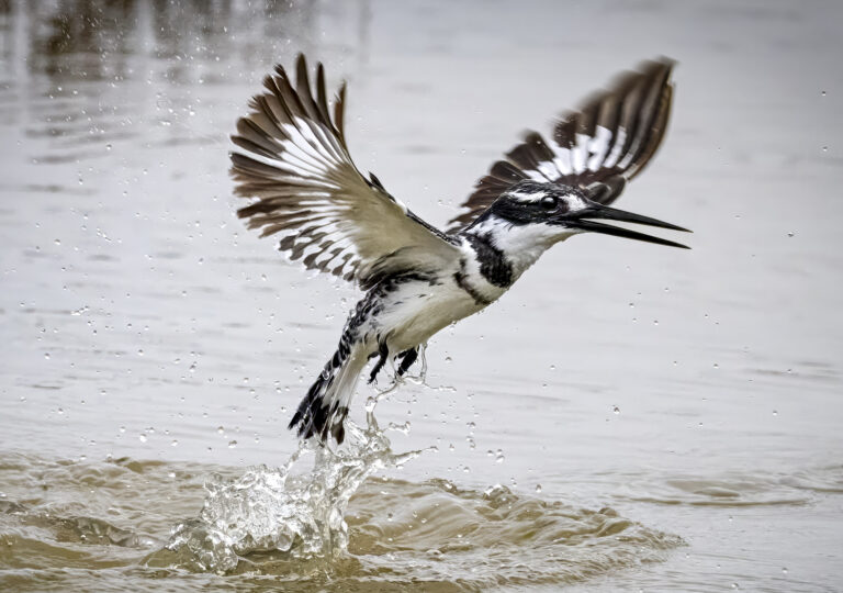 Pied Kingfisher