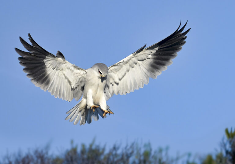 Black-winged Kite