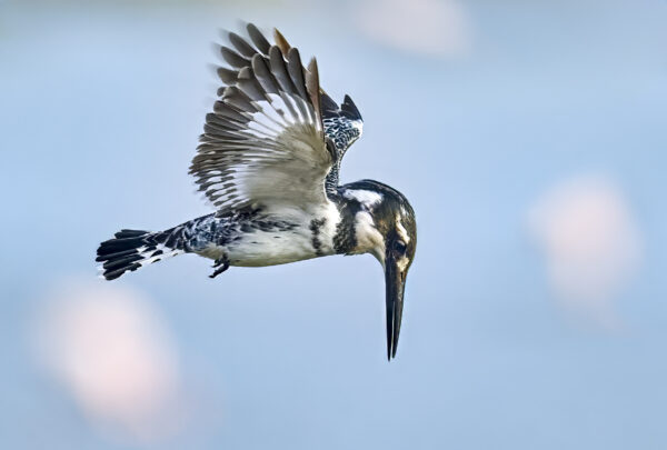 Pied Kingfisher