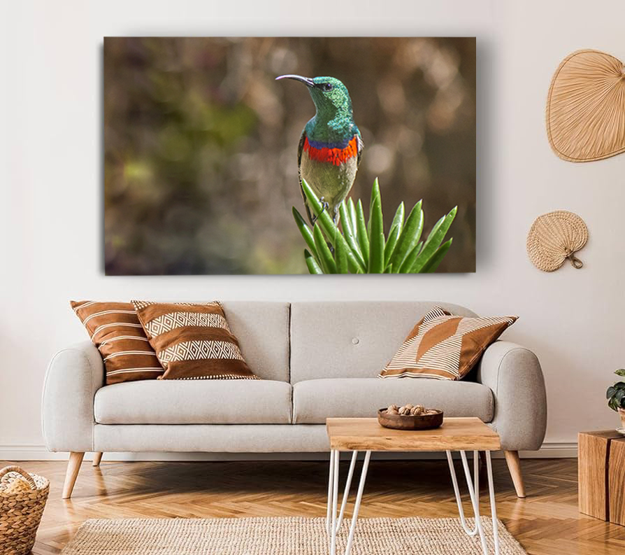 Southern Double collared sunbird on cactus