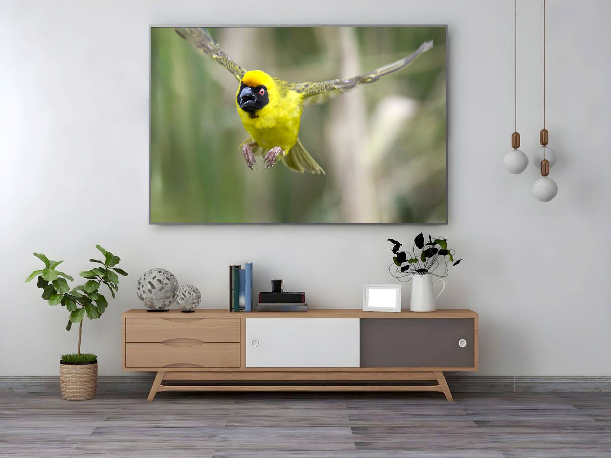 Southern masked Weaver in flight