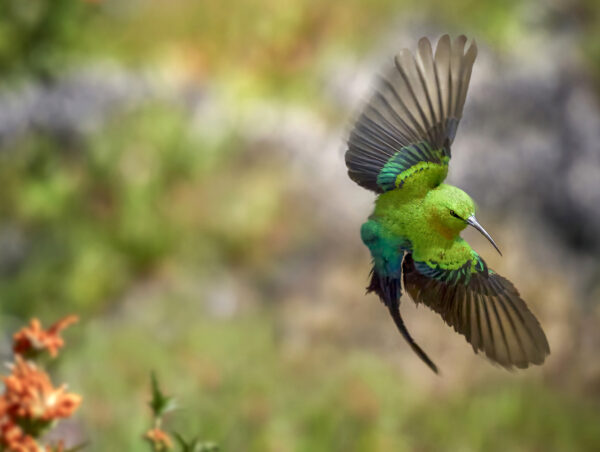 Malachite Sunbird