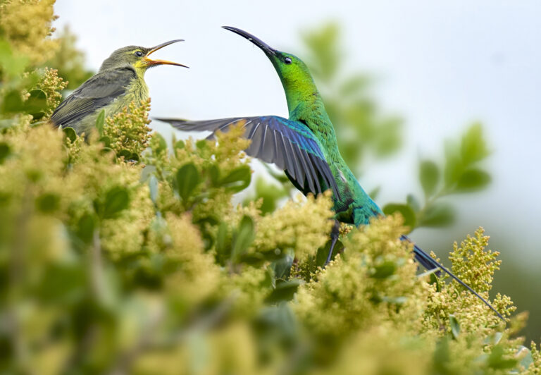 Malachite Sunbird