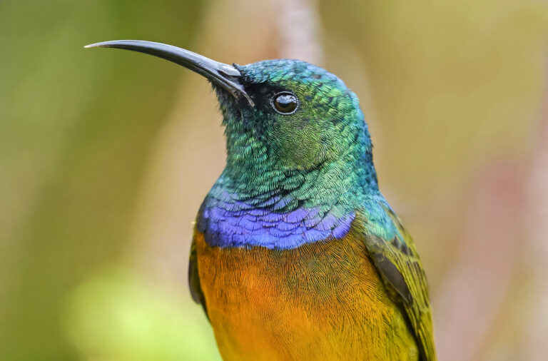 Orange-breasted Sunbird