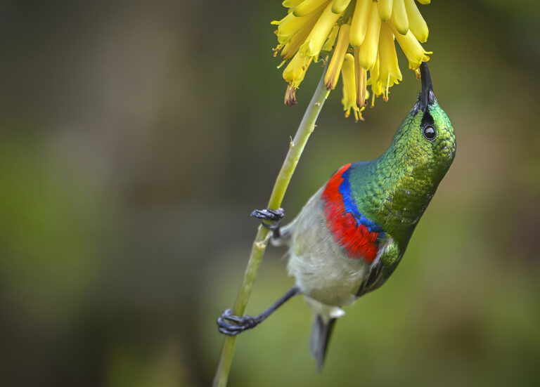 Southern Double- collared Sunbird