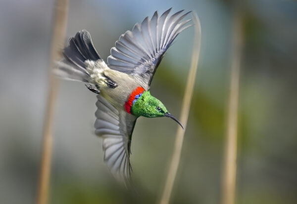 Southern Double-collared Sunbird