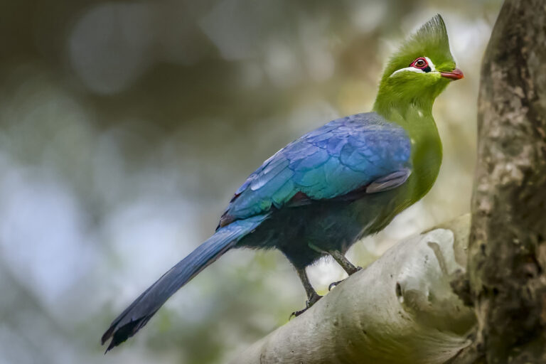 Knysna Turaco