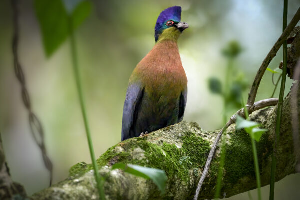 Purple-crested Turaco