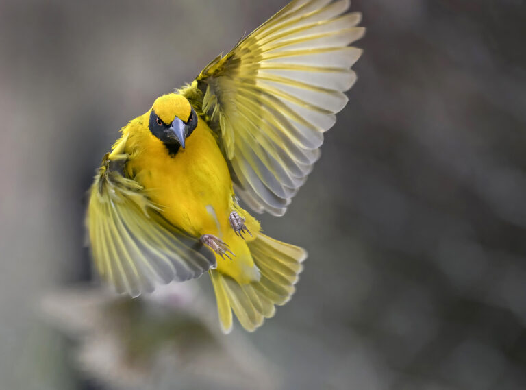 Village Weaver