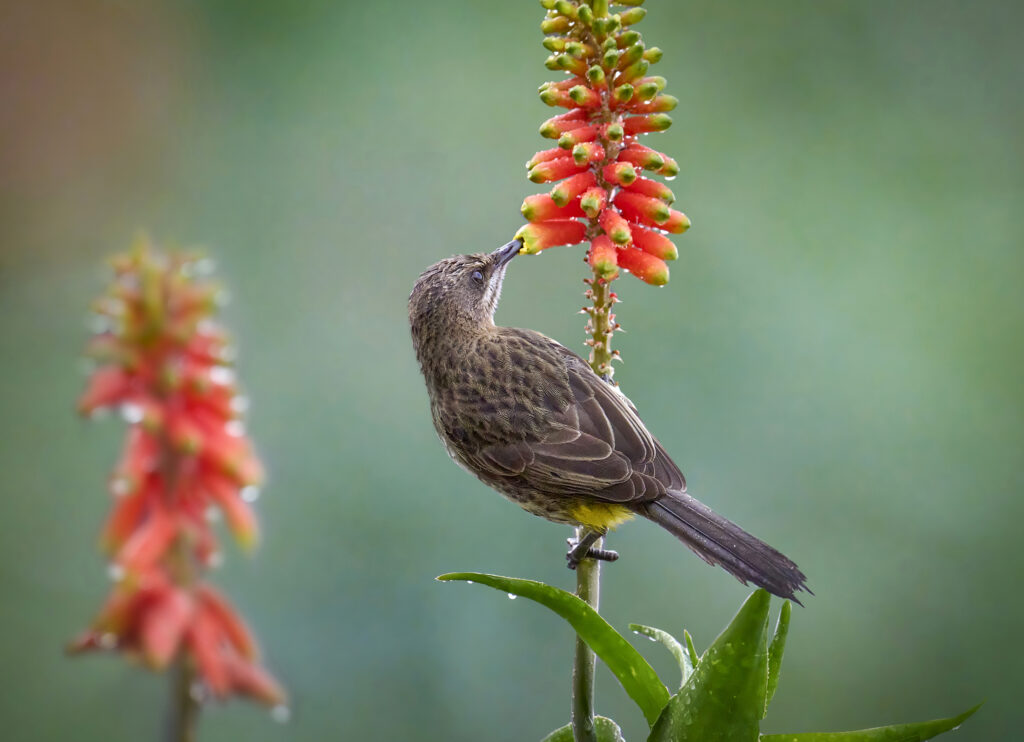 Cape Sugarbird (Promerops cafer) wall art bird print