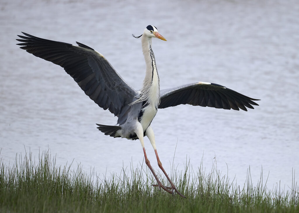 Grey Heron (Ardea cinerea) wall art bird print