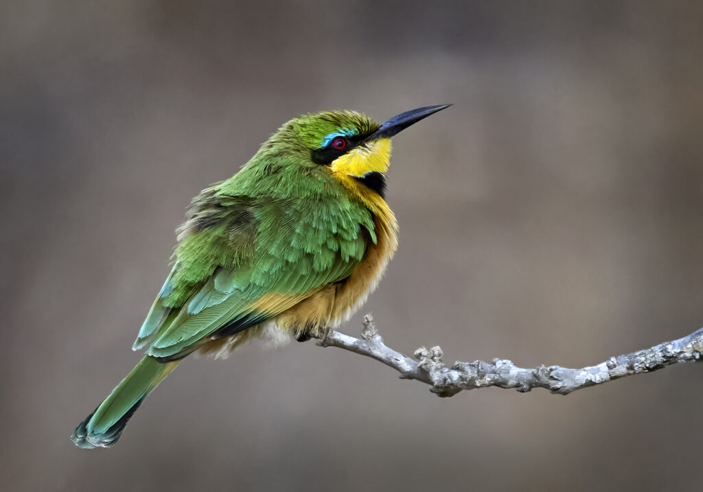 Little Bee-eater (Merops pusillus) wall art bird print