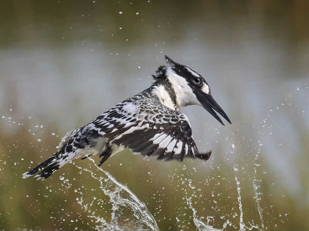 Pied Kingfisher(Ceryle rudis) - wall art bird print