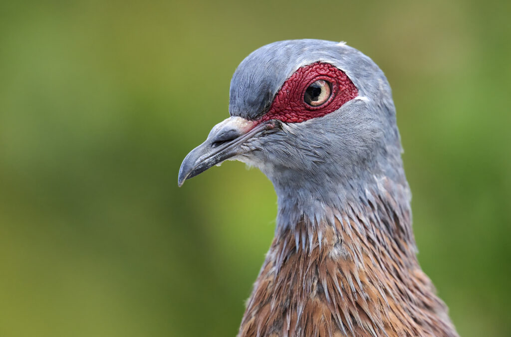 Speckled Pigeon (Columba guinea) wall art bird print