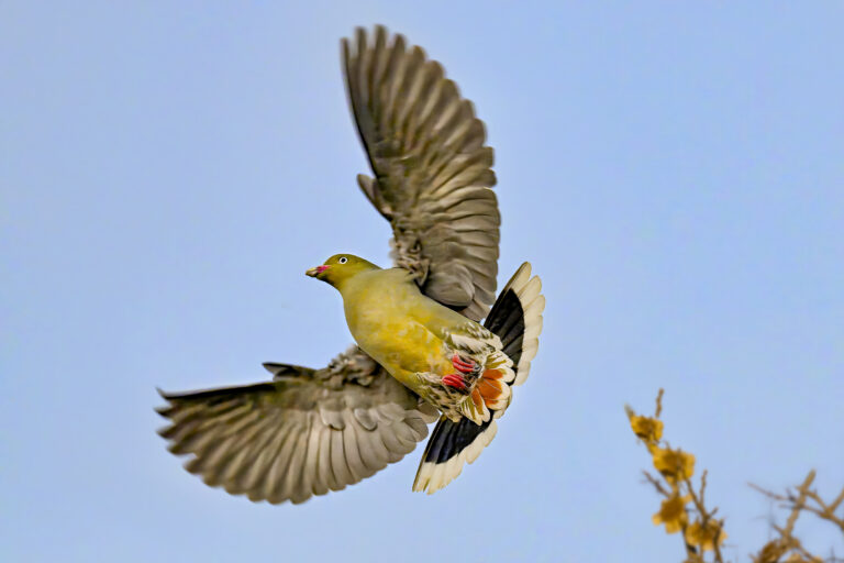 African Green Pigeon