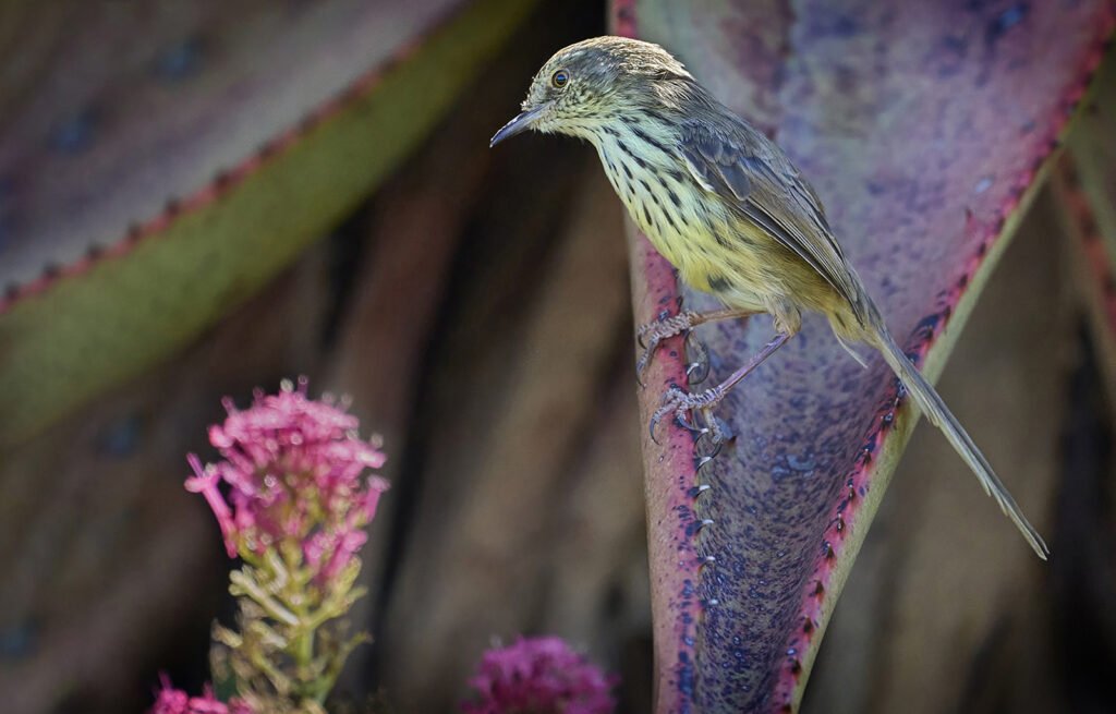 Karoo Prinia (Prinia maculosa) Photographic bird print South Africa