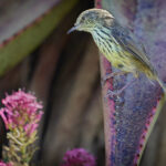 Karoo Prinia (Prinia maculosa) Photographic bird print South Africa