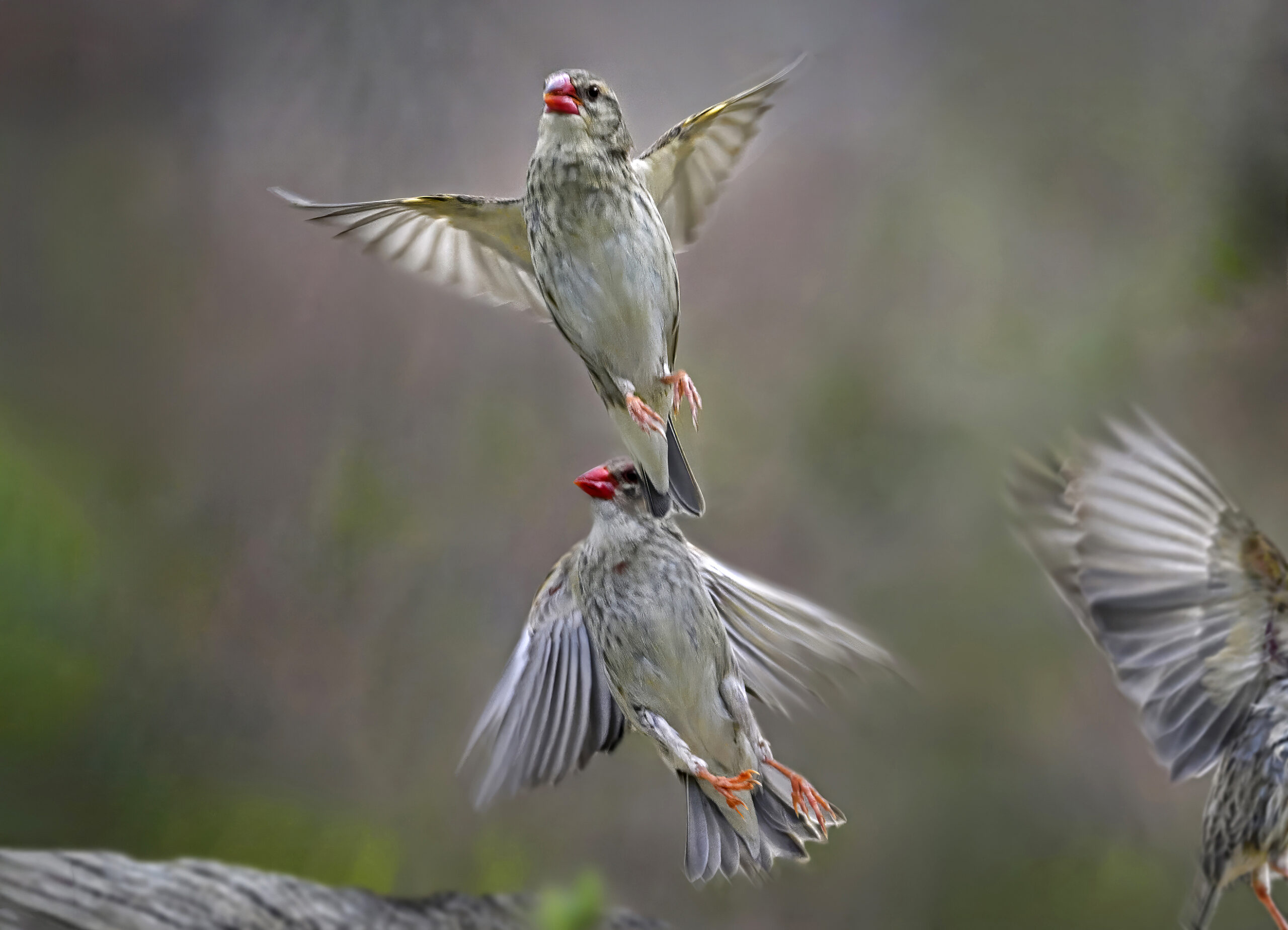 Red-billed Quelea
