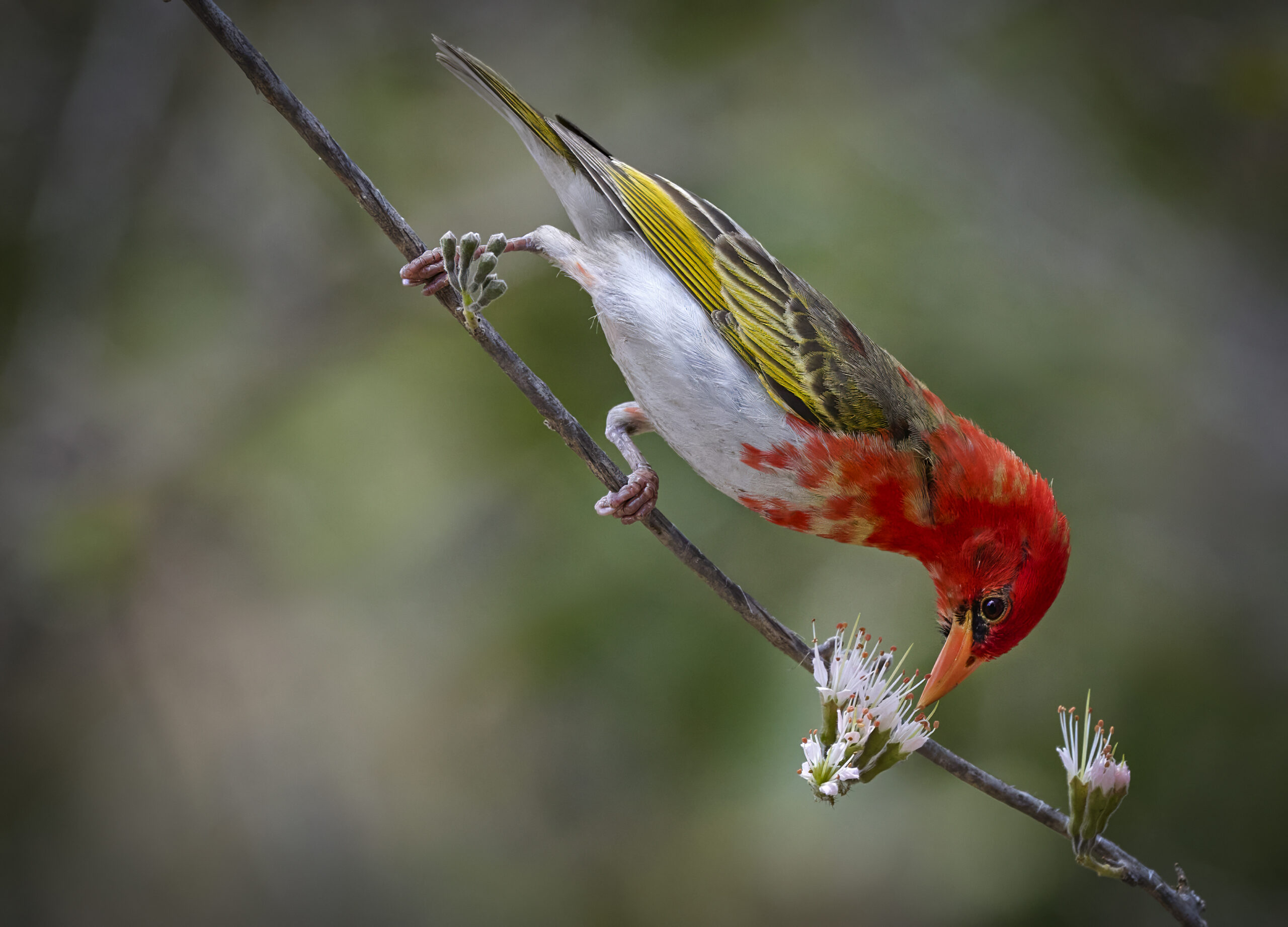 Red-headed Weaver