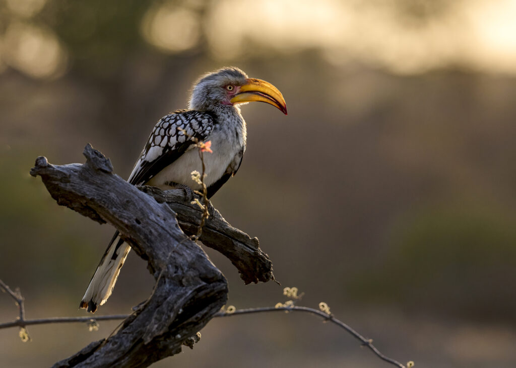 Southern Yellow-billed Hornbill (Tockus leucomelas) wall art bird print