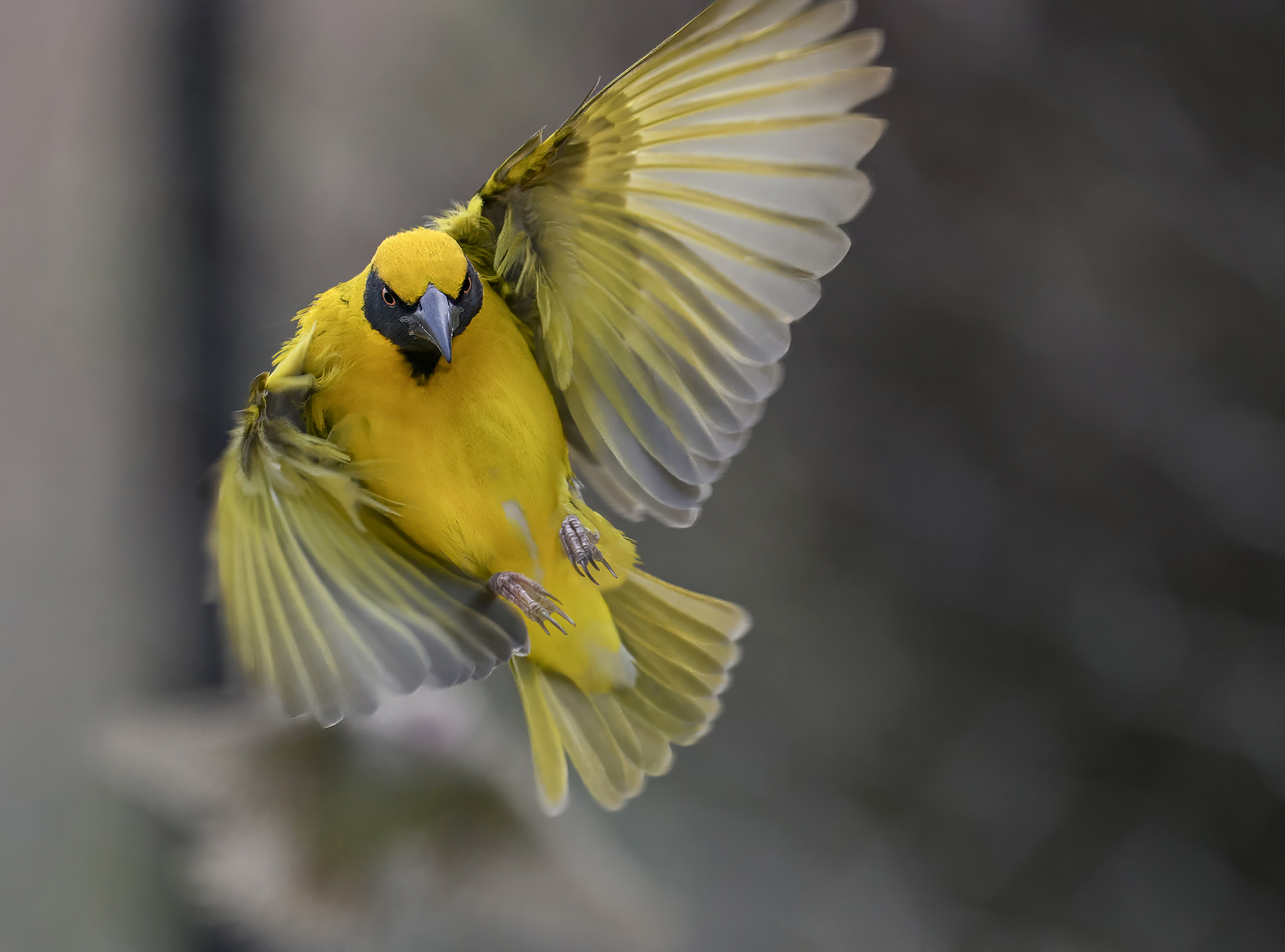 Village Weaver