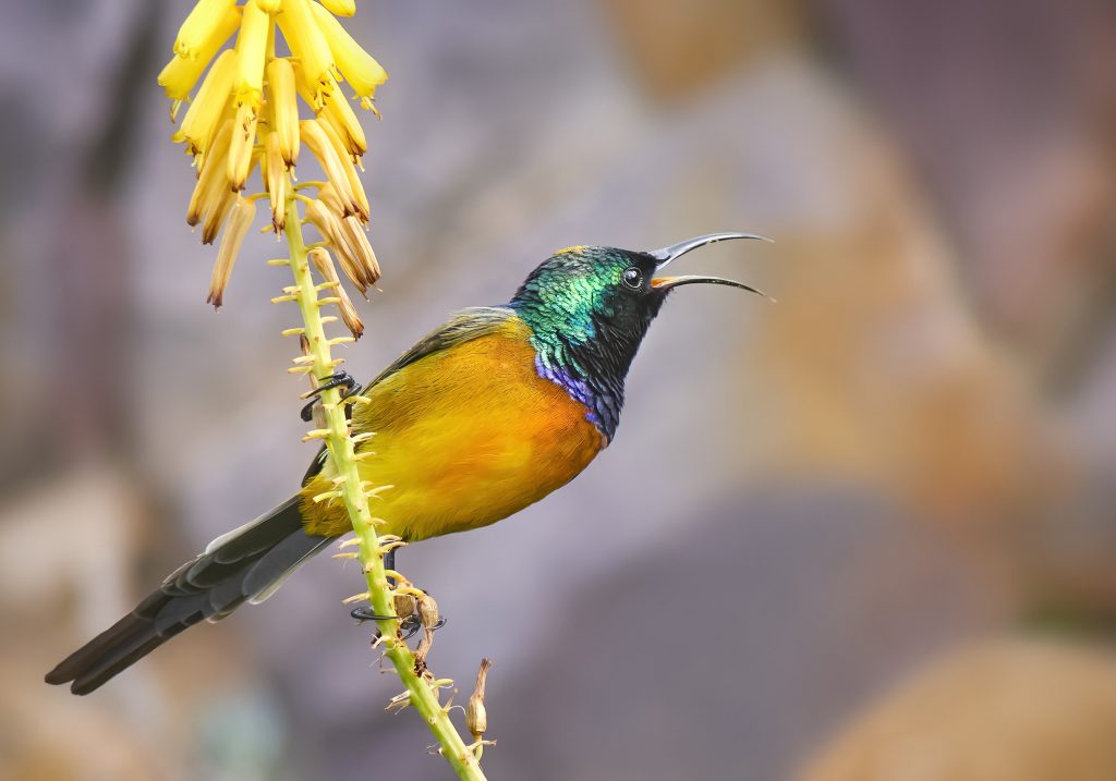 Orange-breasted Sunbird (Anthobaphes violacea) wall art bird print