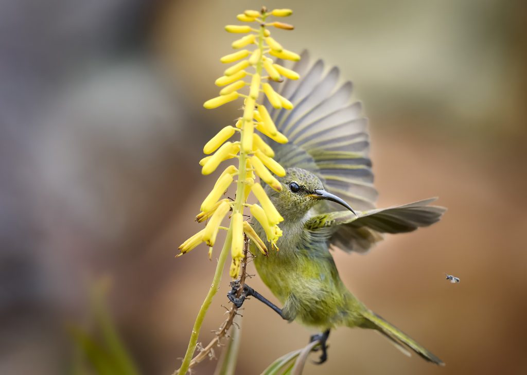 Orange-breasted Sunbird (Anthobaphes violacea) wall art bird print